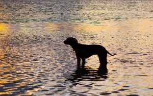 Natural dog upset stomach cures