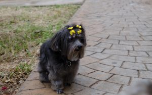 Can Pregnancy in Dogs Cause Upset Stomach?