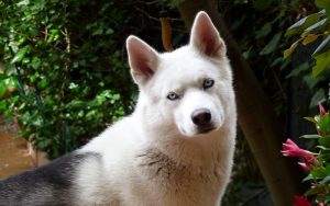 Tums for Dogs with Gas
